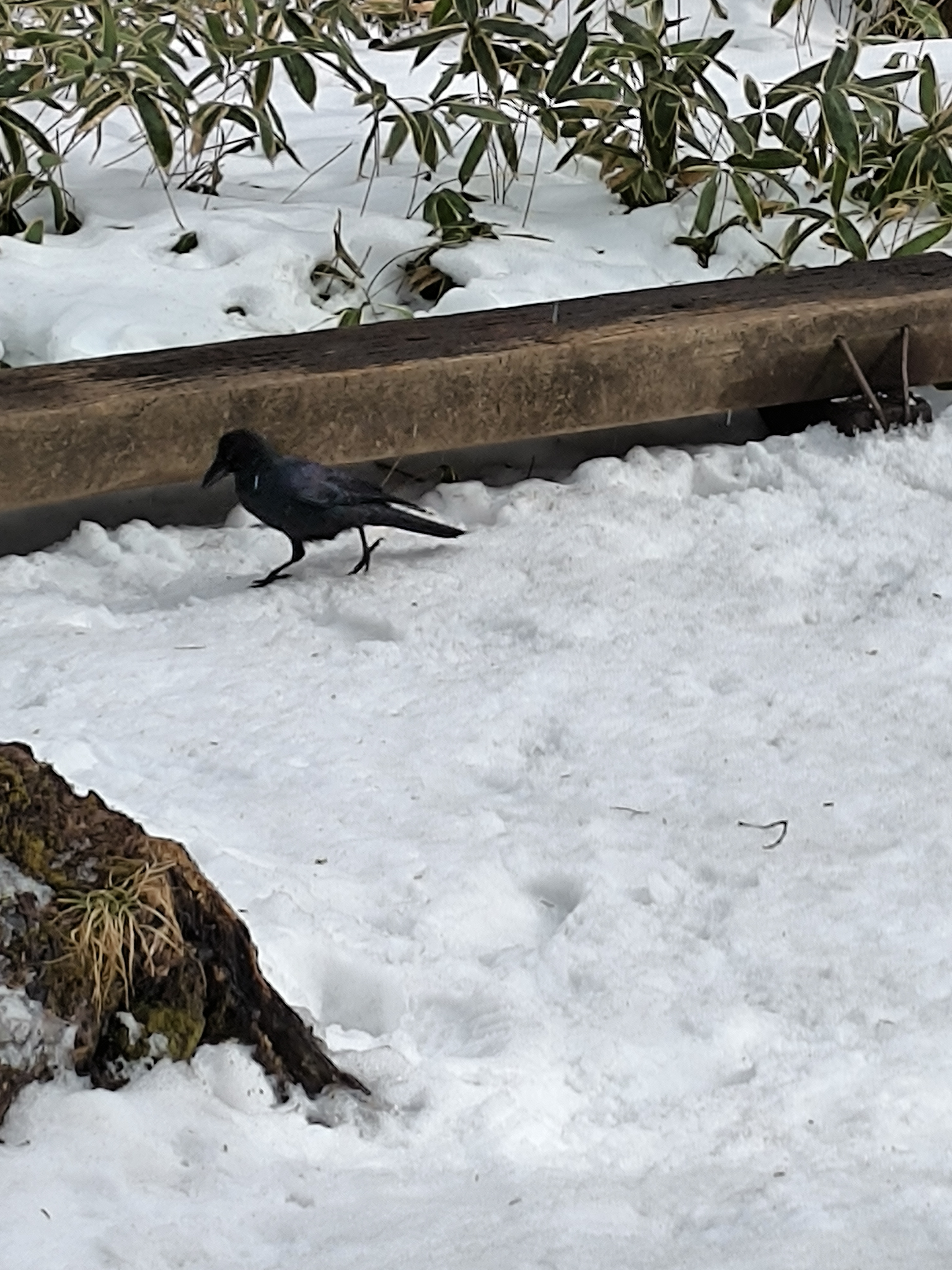 下山路上的小鸟
